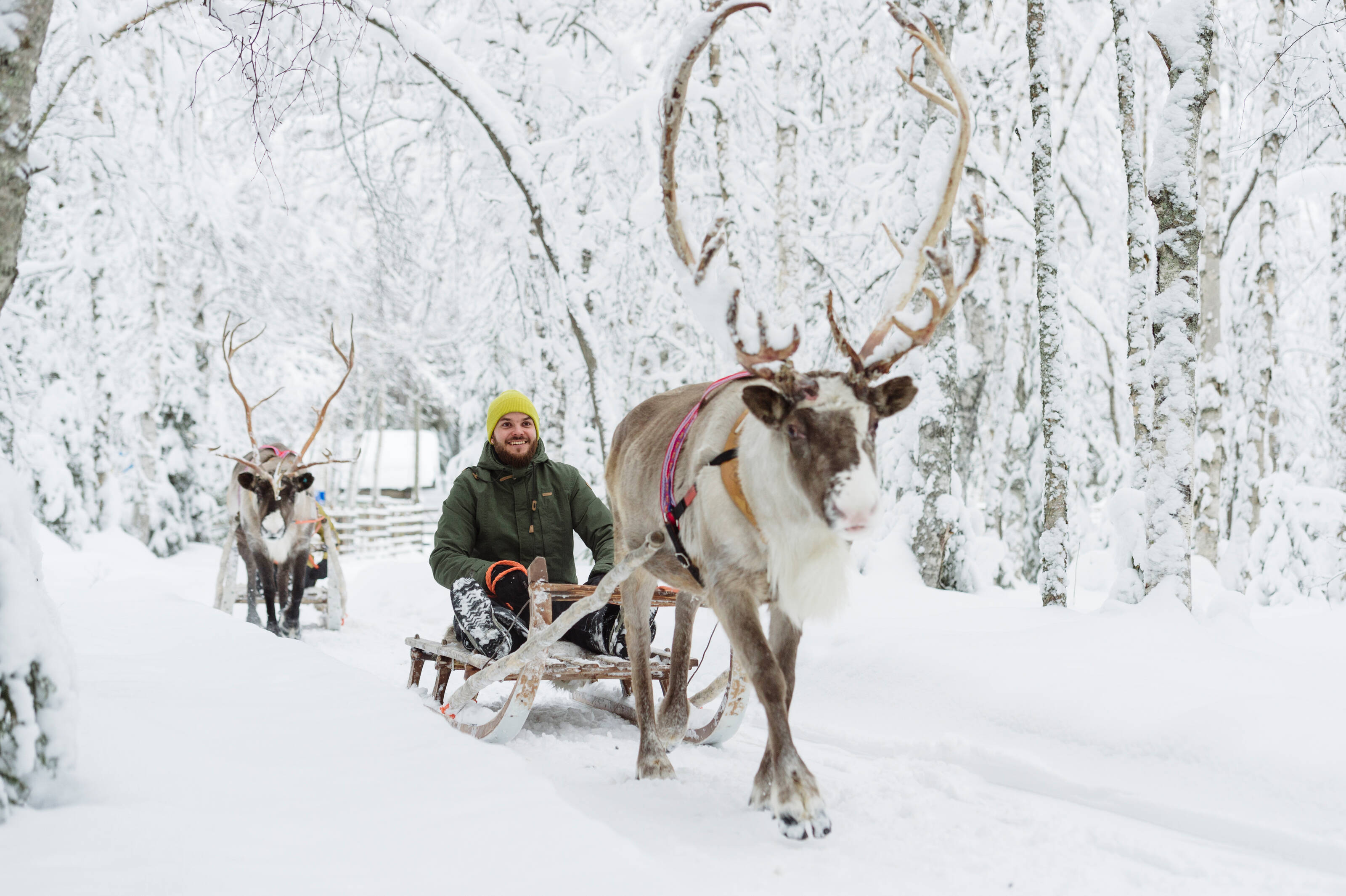Rentier, das im verschneiten Lappland einen Schlitten zieht