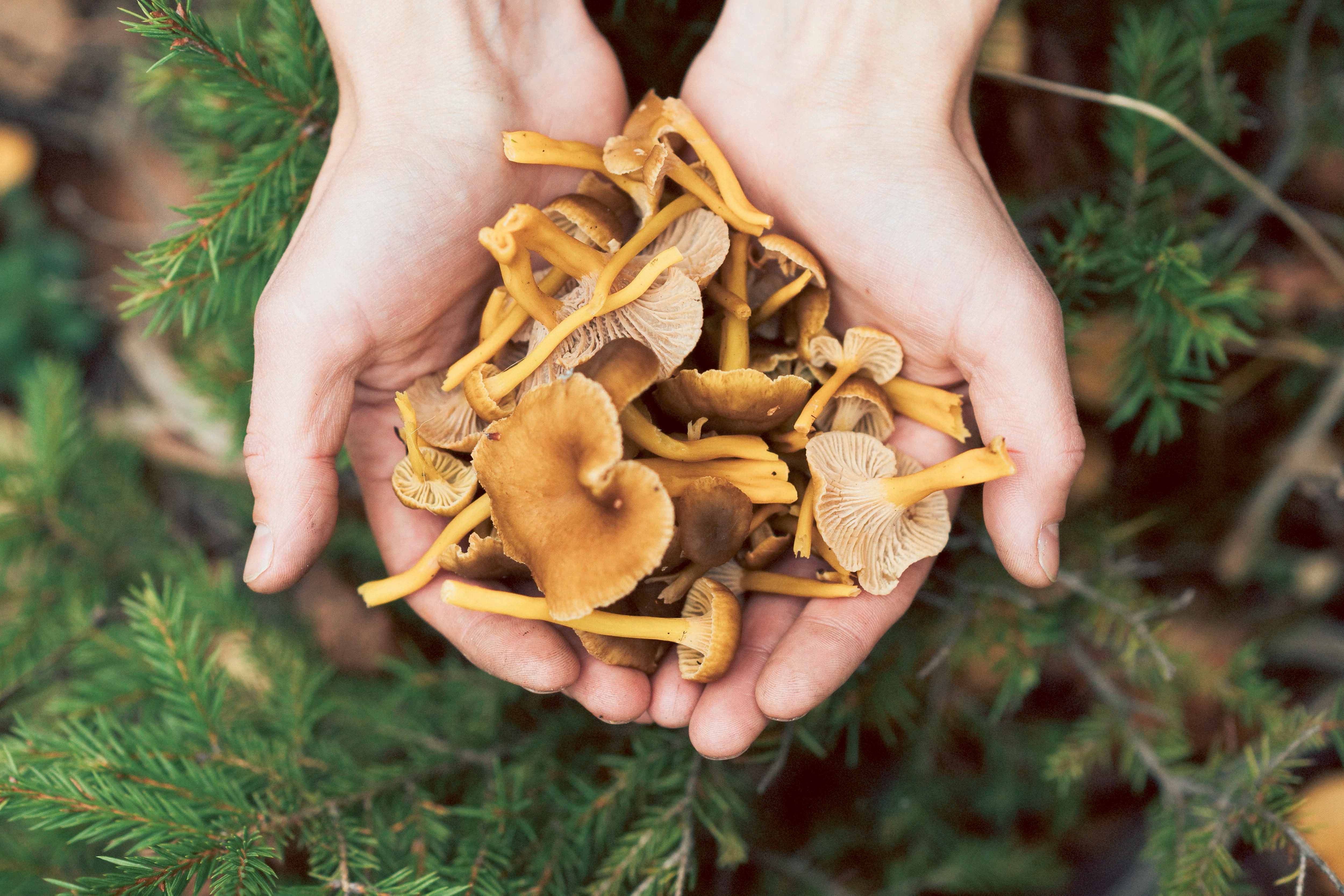 A handful of wild mushrooms