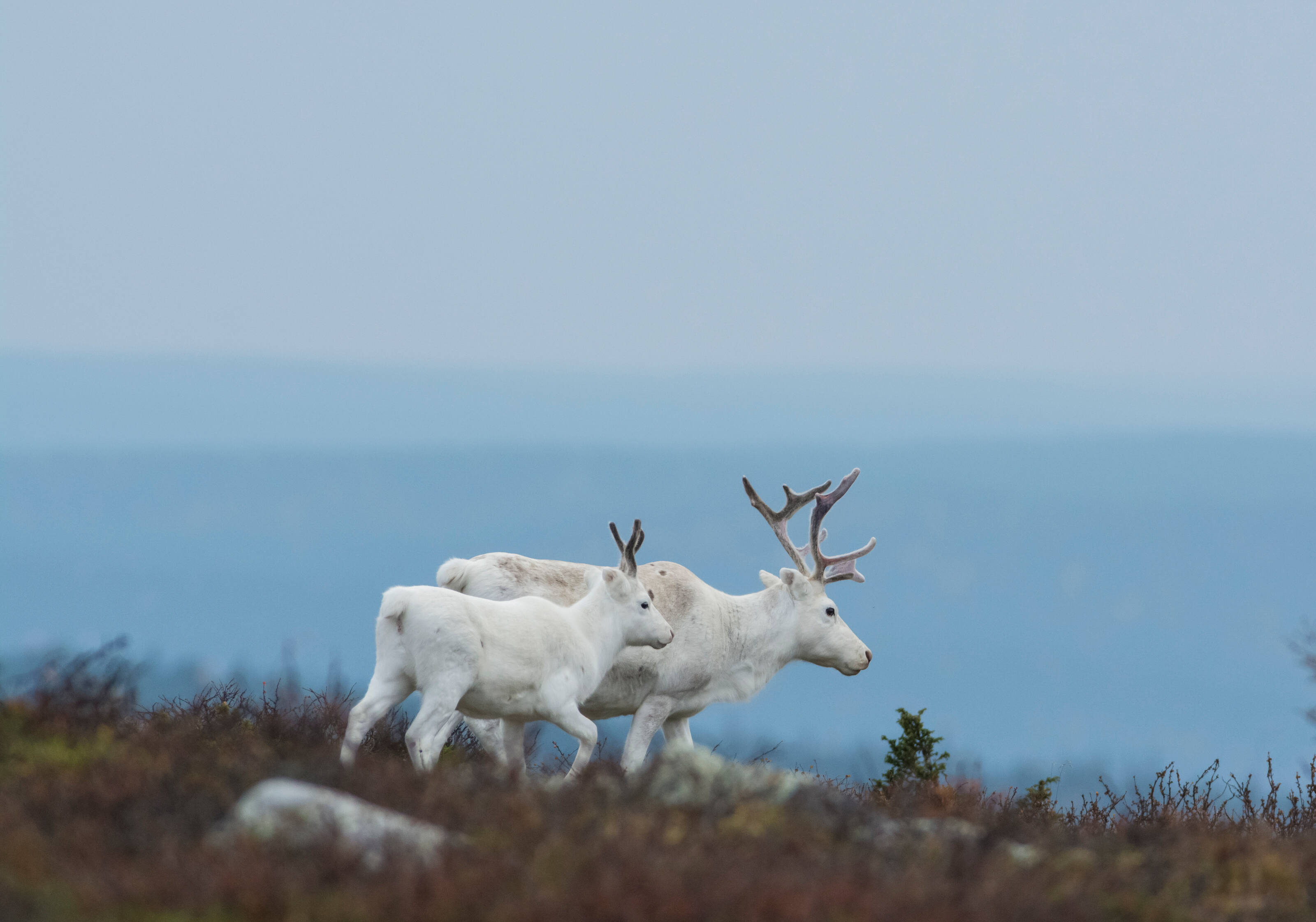dos renos blancos caminando por una colina