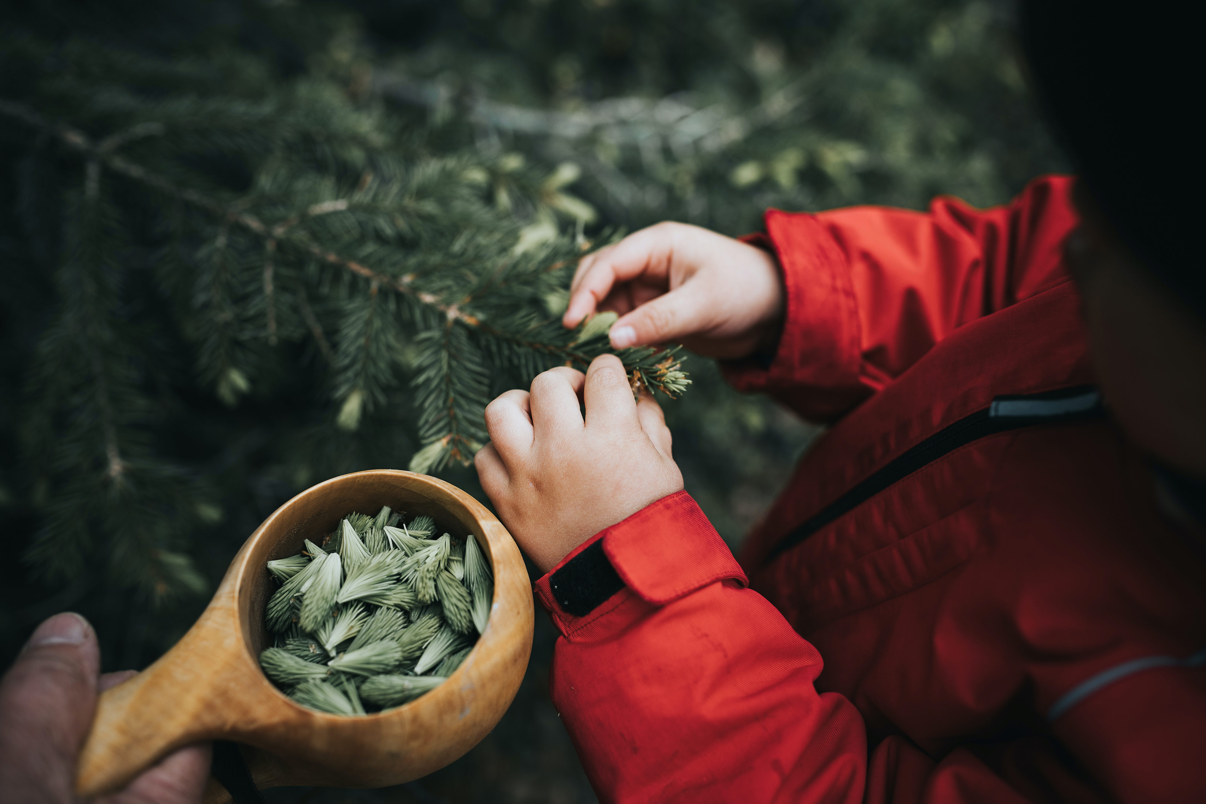 A child collecting young tips of a spruce tree in a Finnish forest.