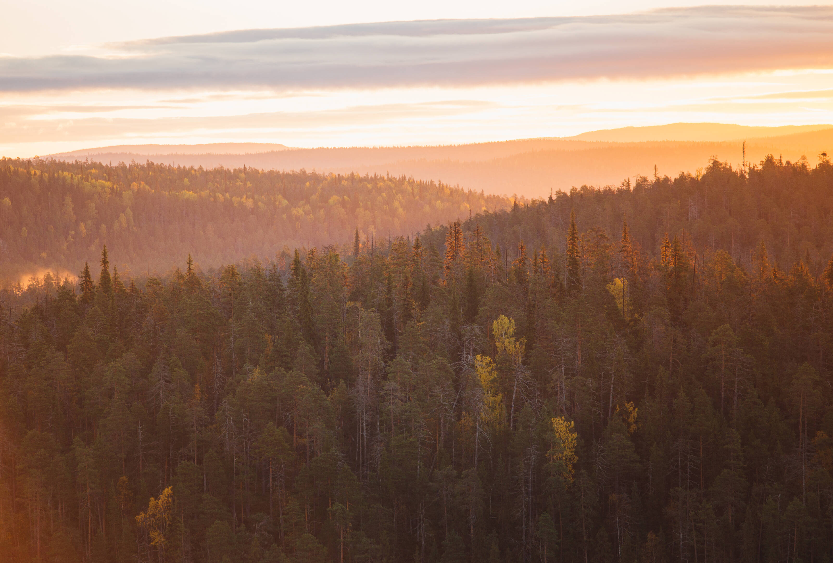 フィンランドの無限に広がる森の風景写真