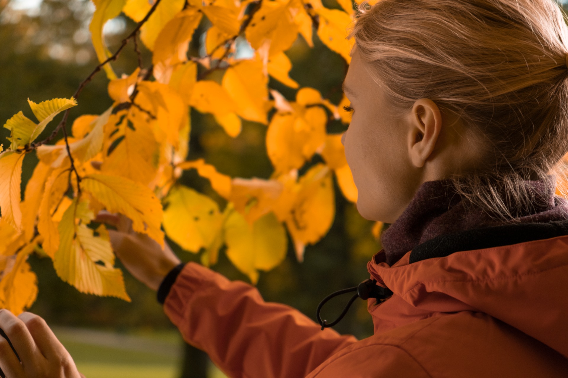 Person touching autumn leaves in a Finnish forest.