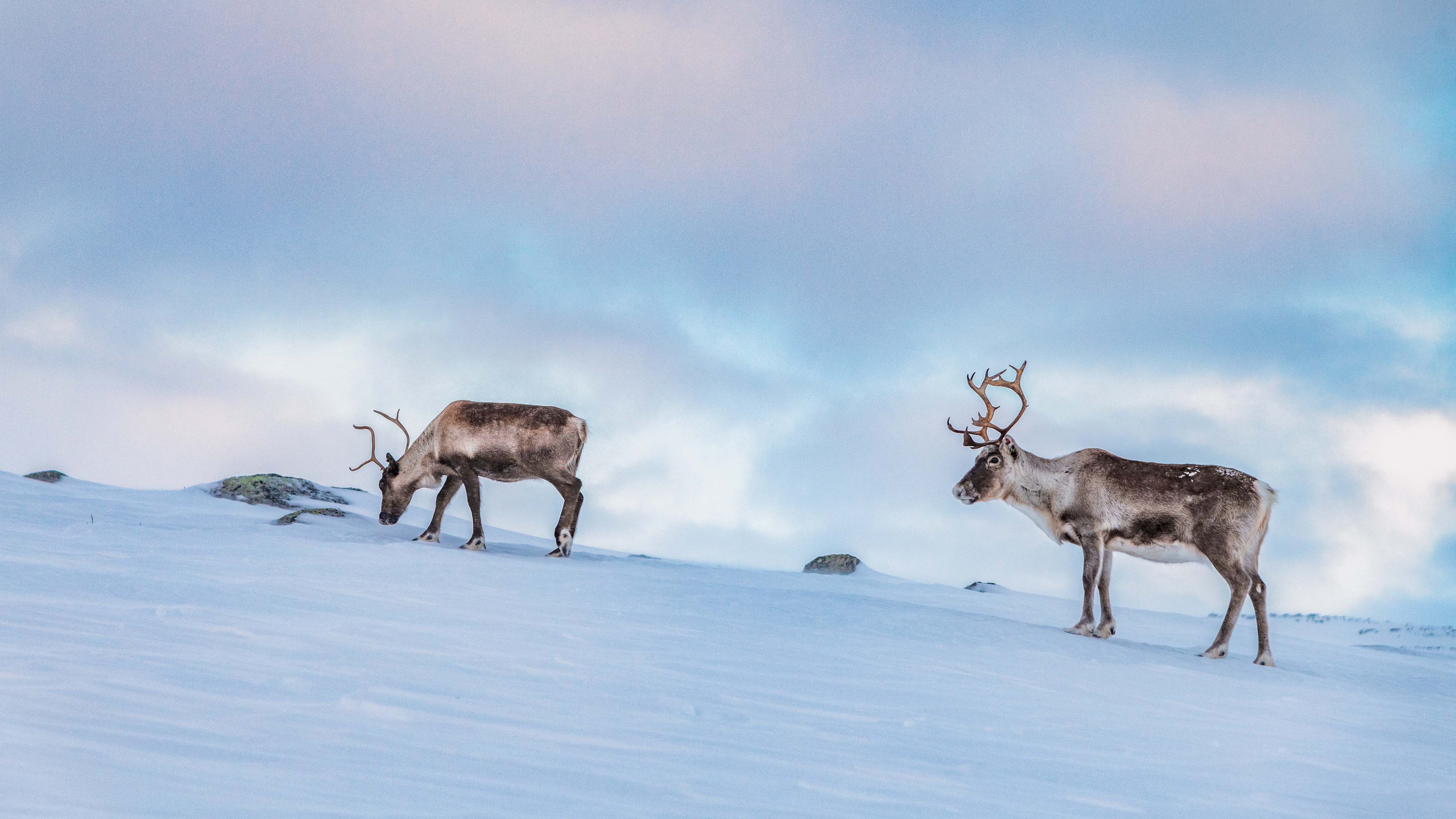 Where can I see a reindeer in Finland? | Visit Finland