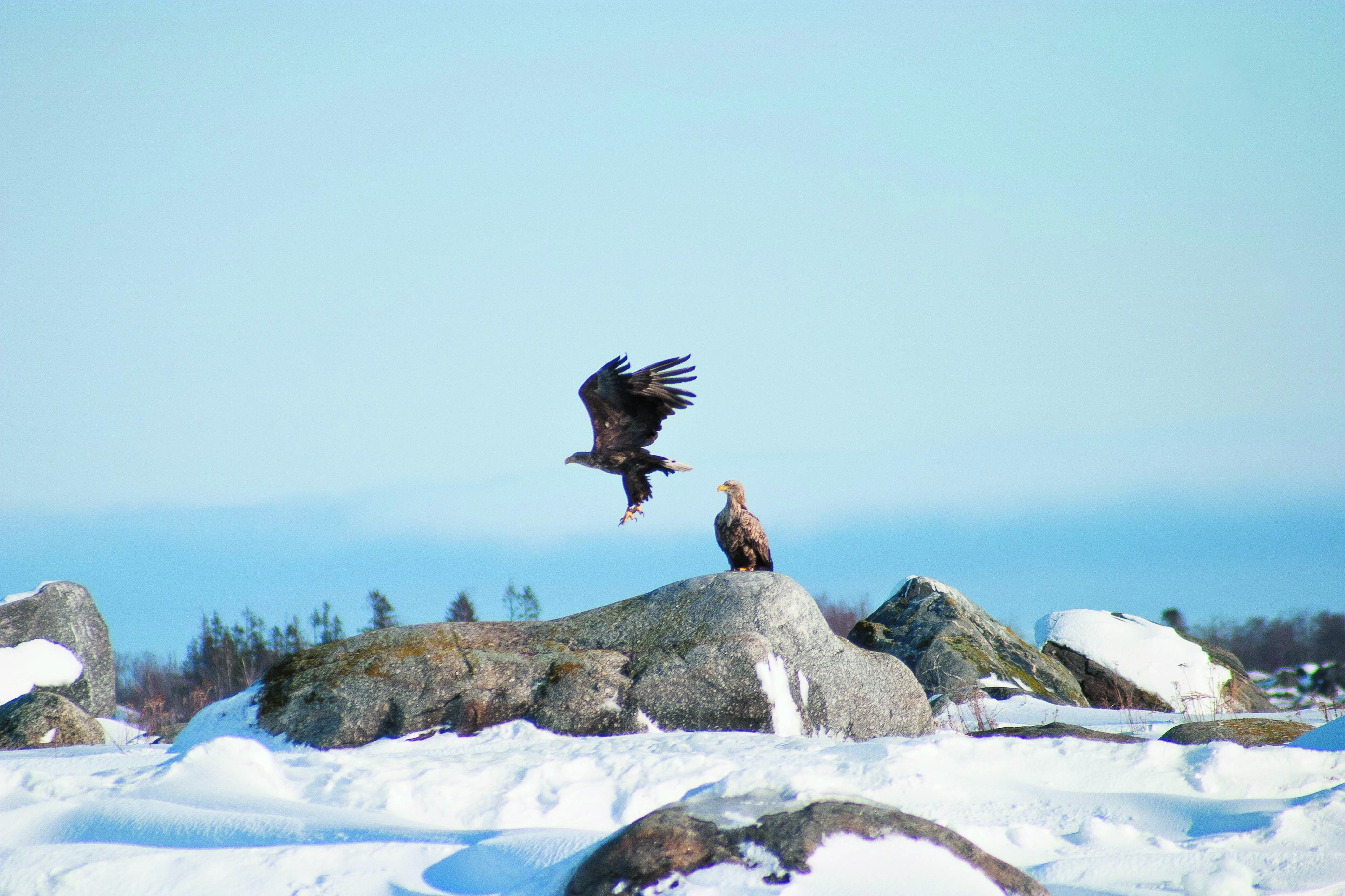 Un águila de cola blanca volando mientras otra está de pie sobre una roca en el archipiélago finlandés