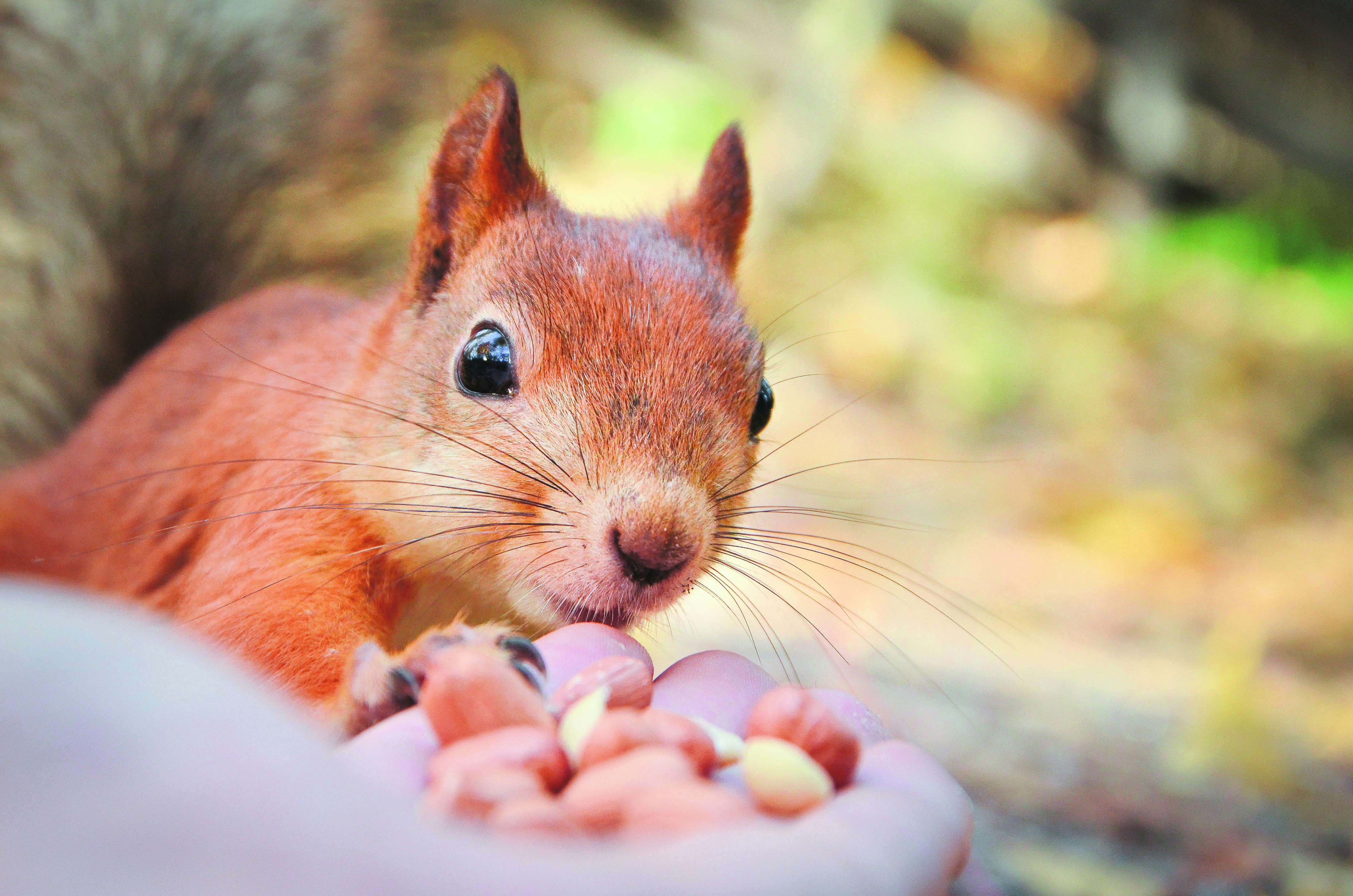 A closeup of a squirrel eating nuts from hand