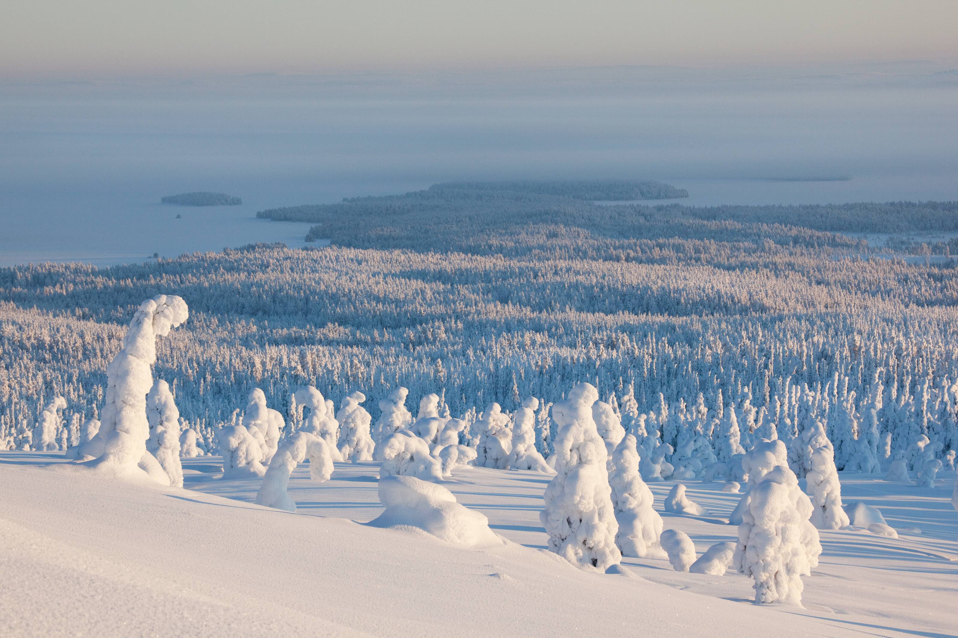 Schneebedeckter Wald im finnischen Lappland