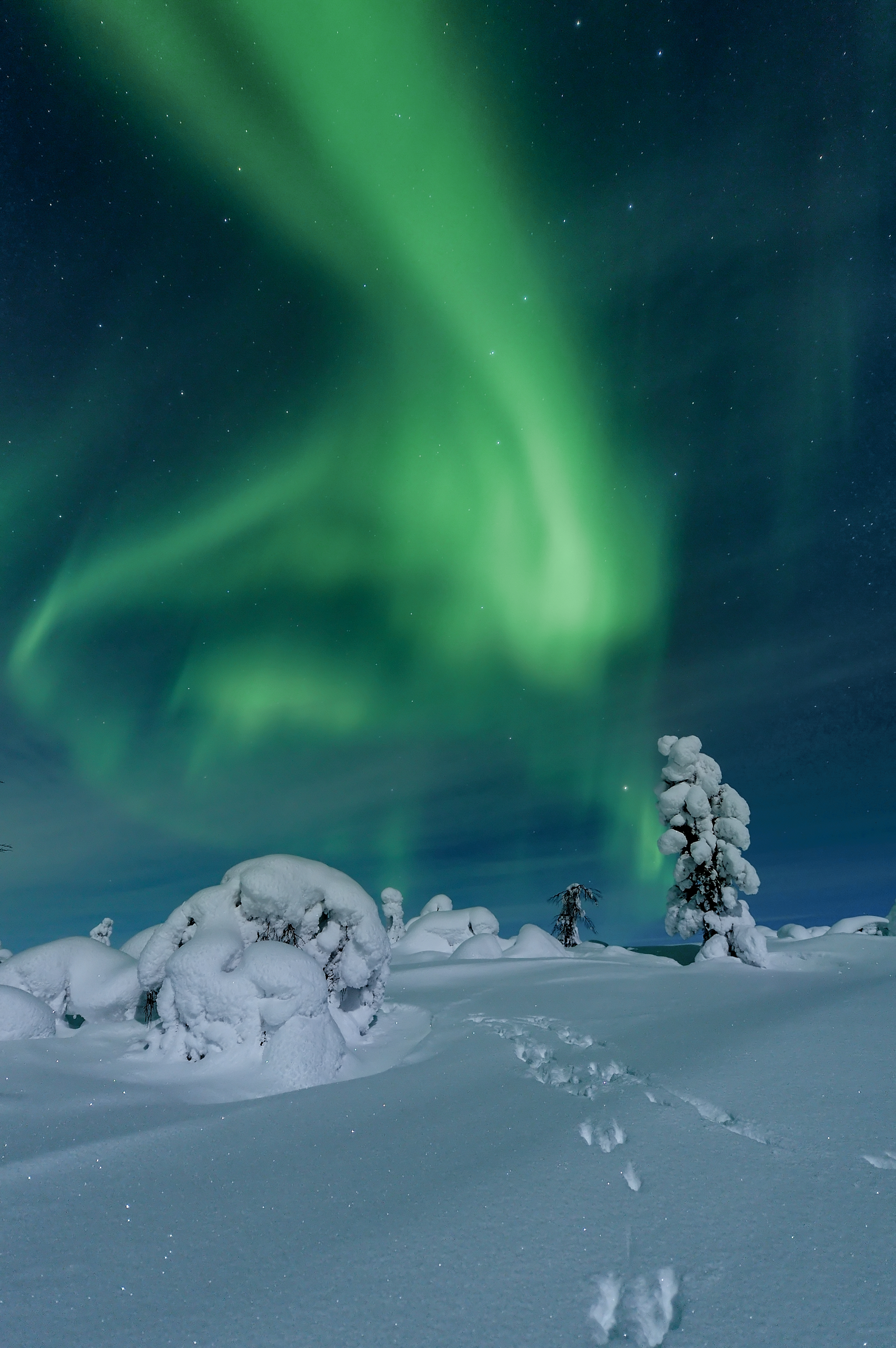 Northern lights above a snowy landscape