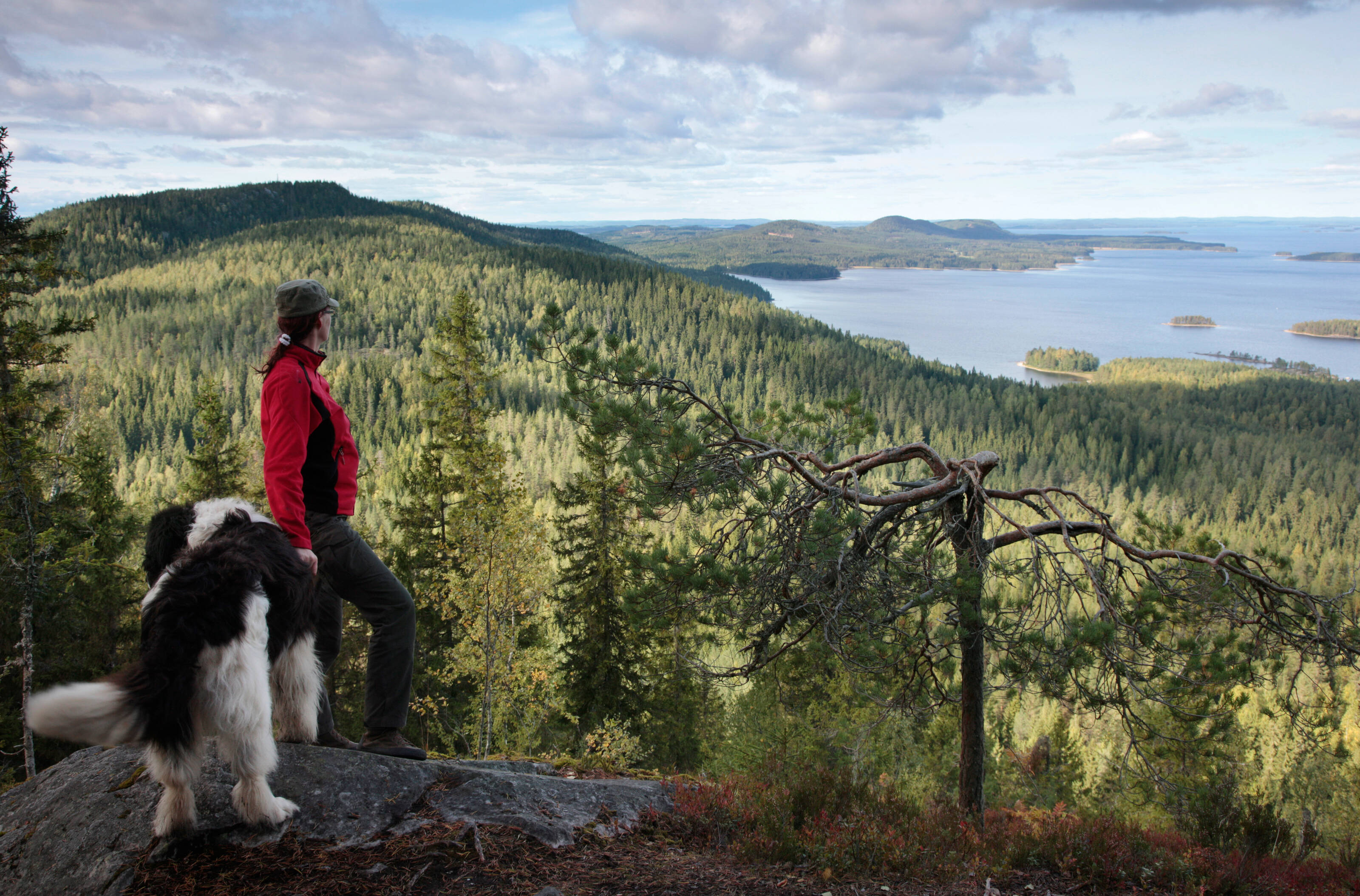 a woman and a dog stopped at the top of a hill to stare at the Finnish national landscape