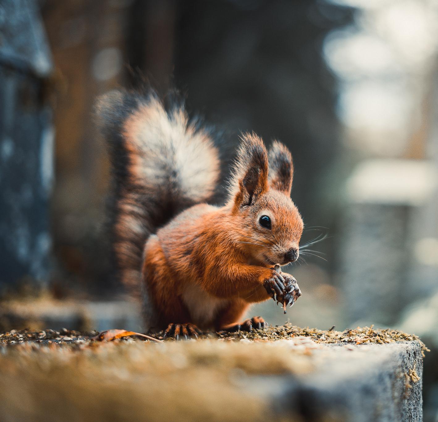 a squirrel eating seeds in the forest