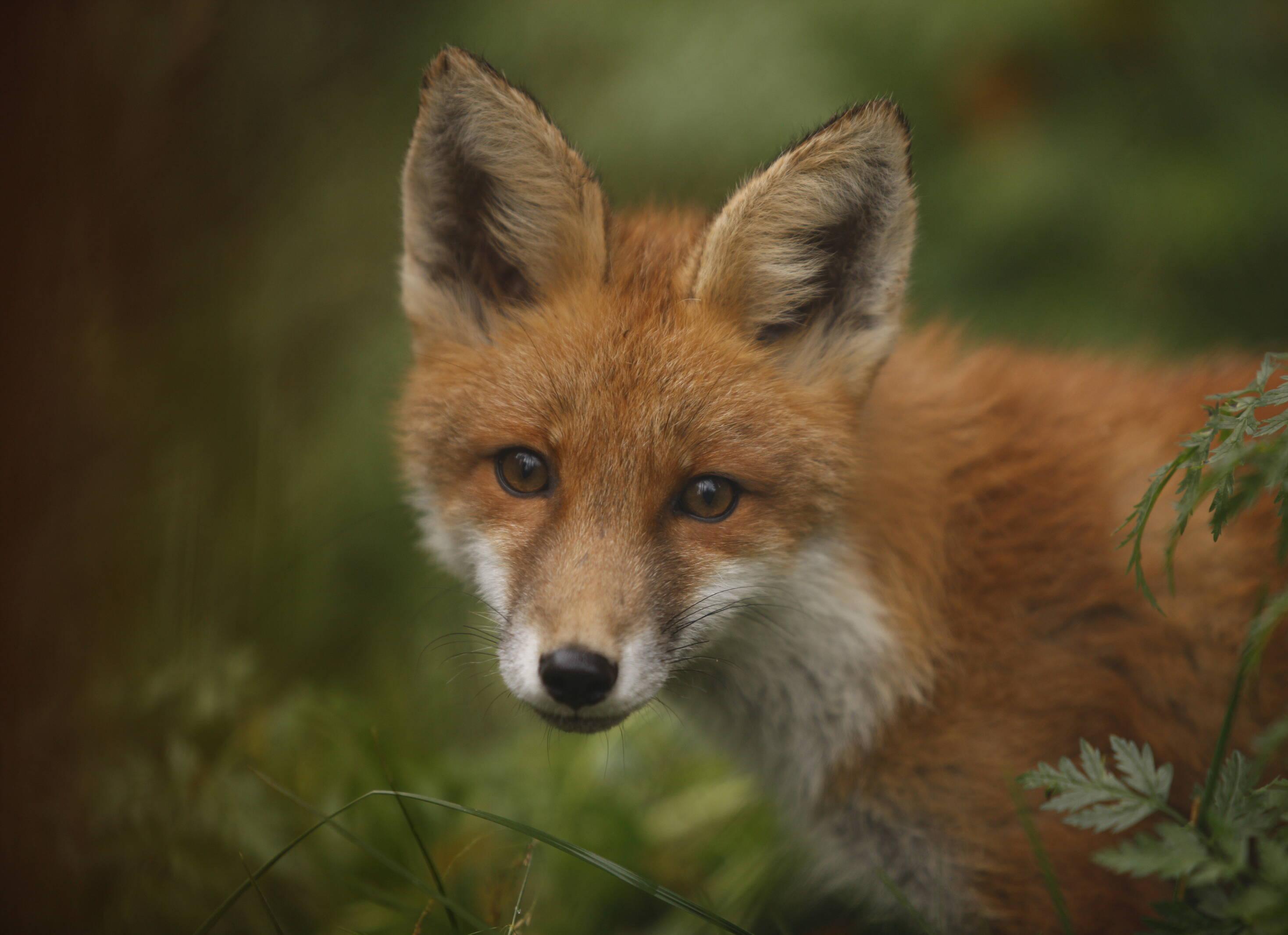 a young fox staring at the camera