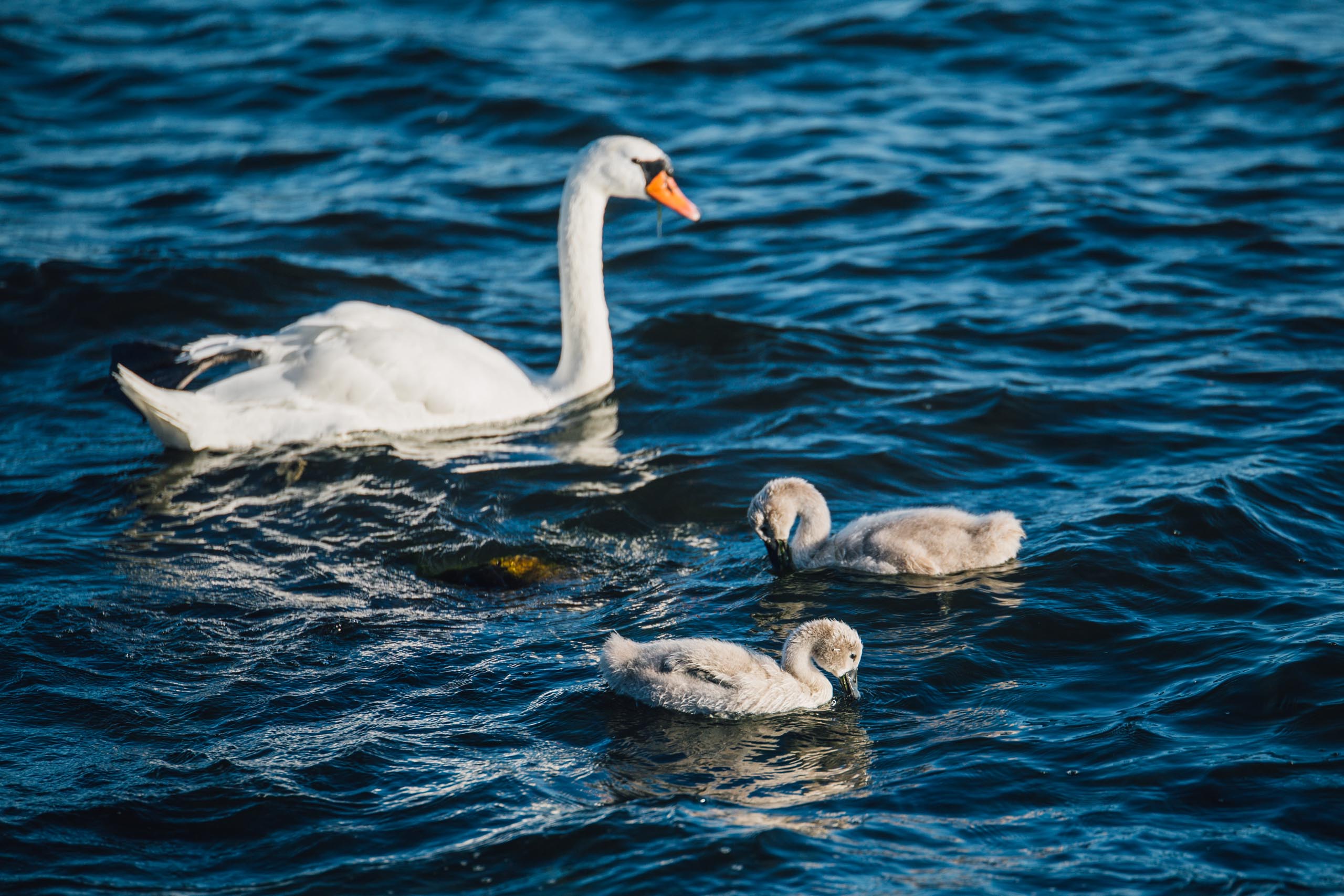 A swan and two cygnets swimming in Baltic Sea