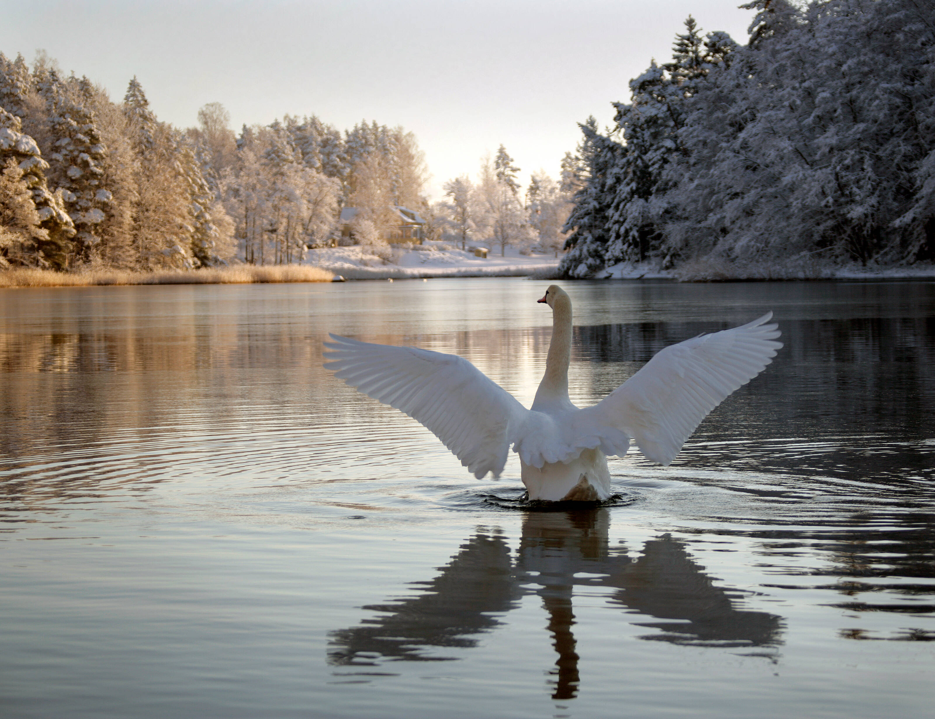 un cisne aterrizando en un lago en la Región de los lagos finlandesa
