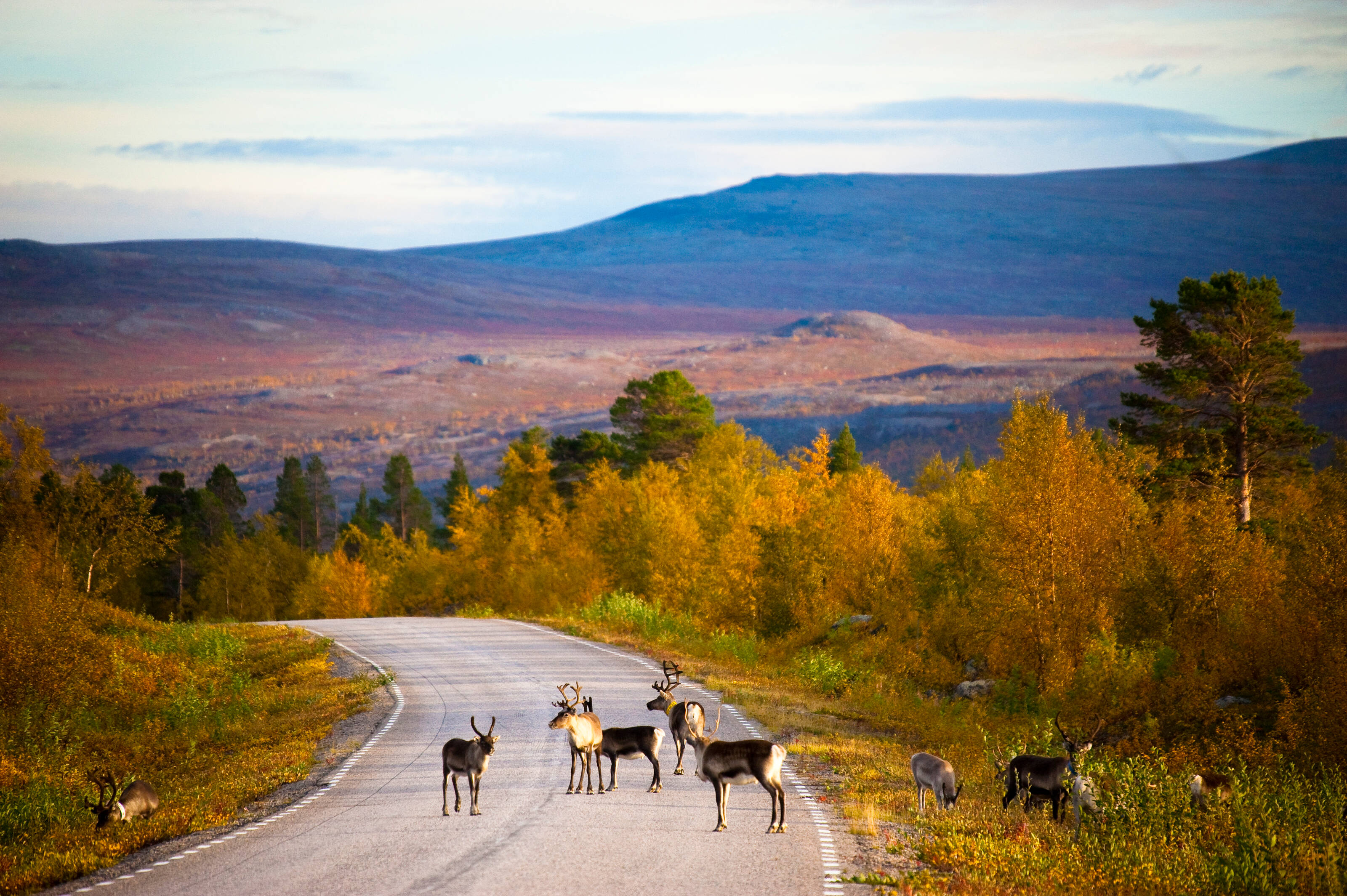 a herd of reindeer in the middle of a road