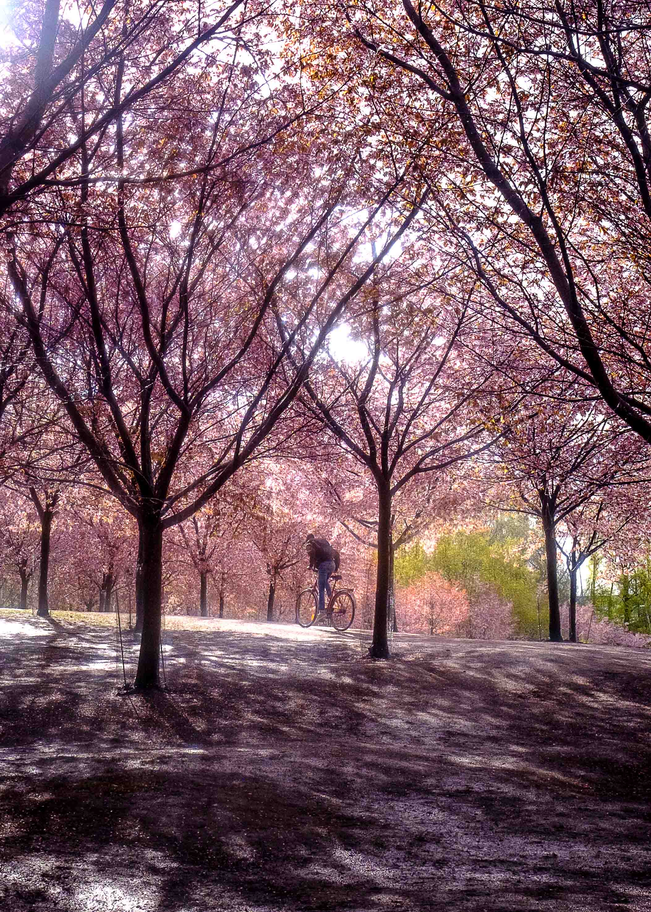 Cherry Tree Park full of pink trees in Roihuvuori, Helsinki