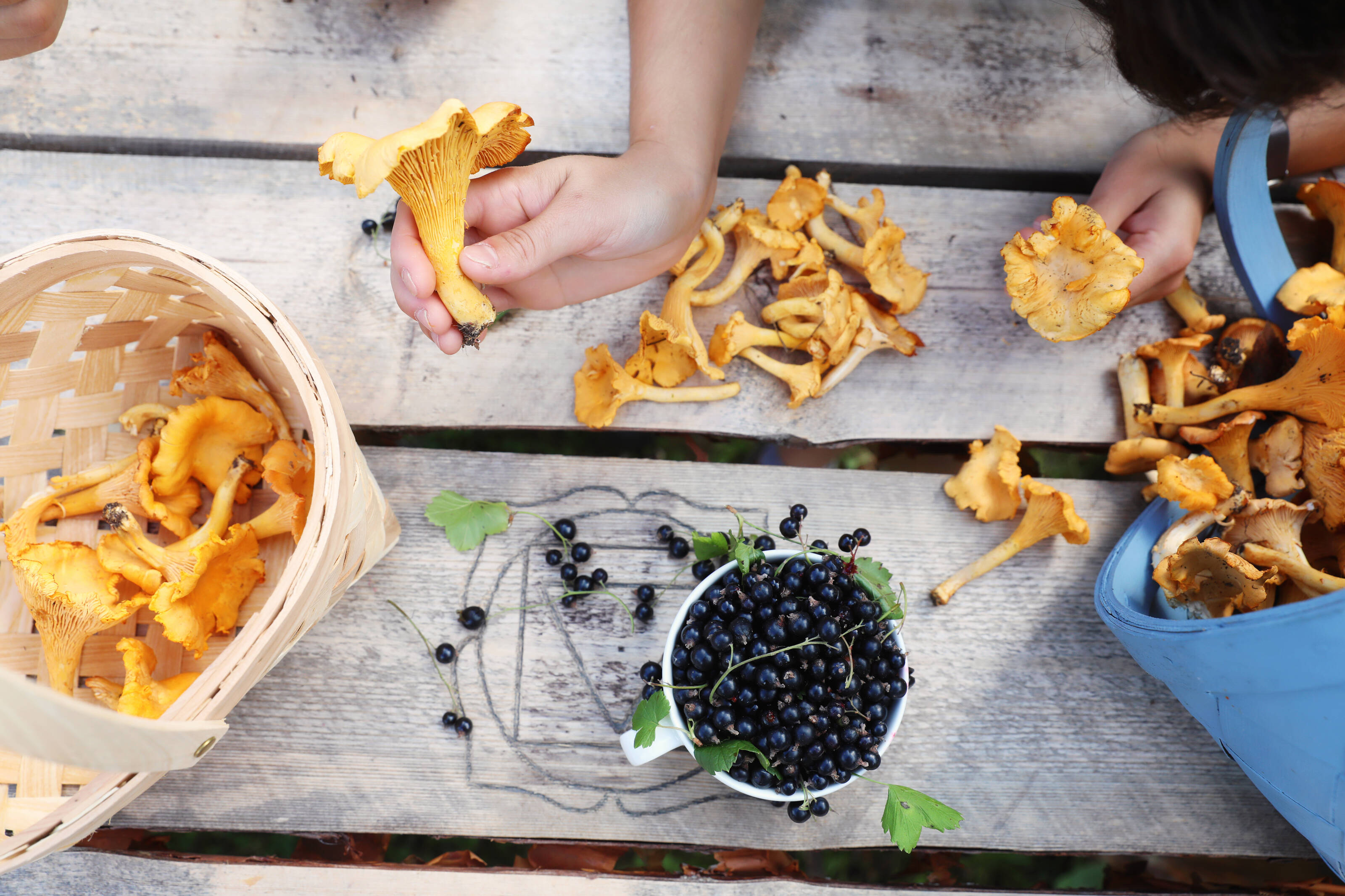 a table full of chanterelles and blackcurrants