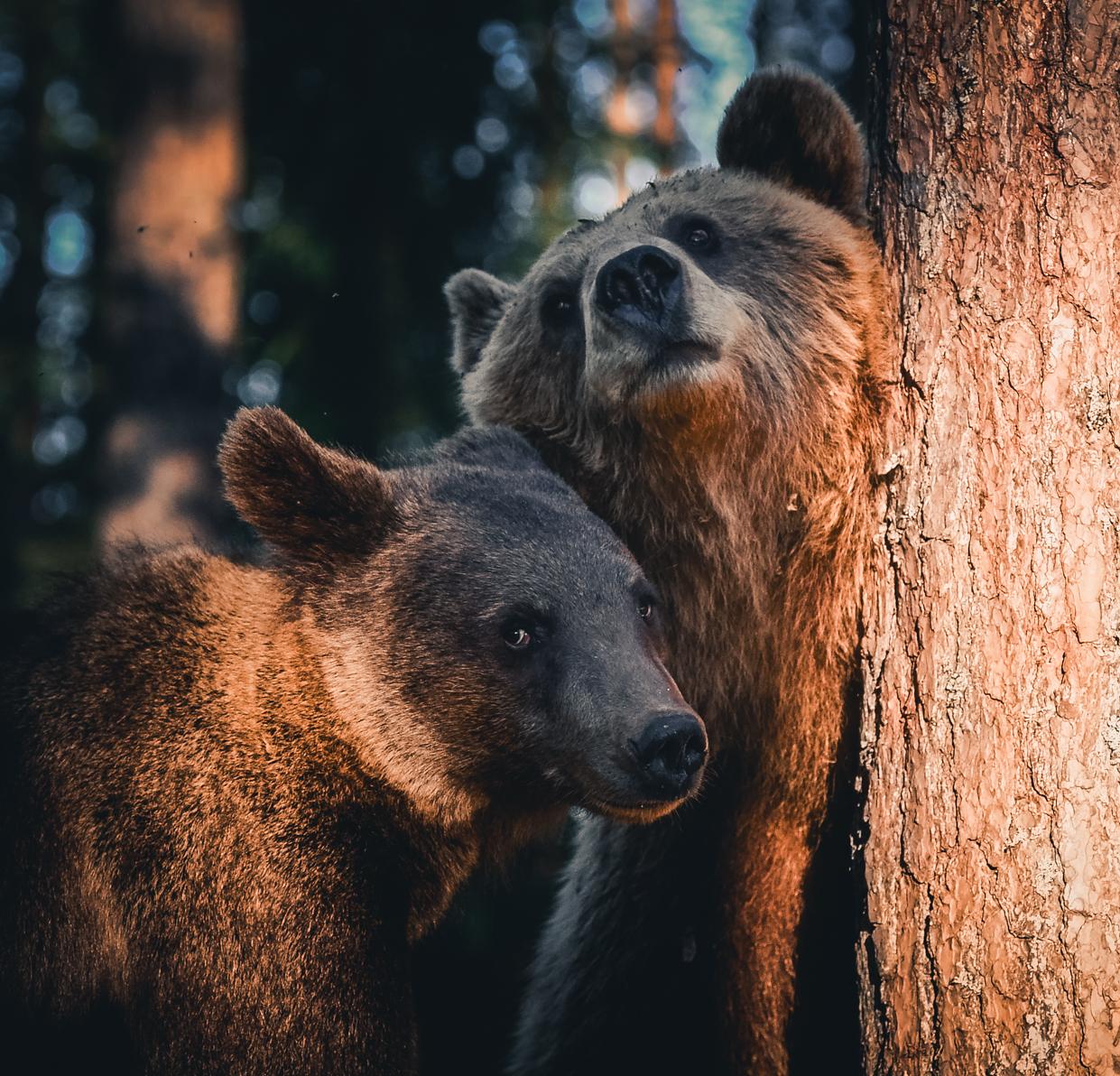the bear cub and the mother sniffing the air in a Finnish forest