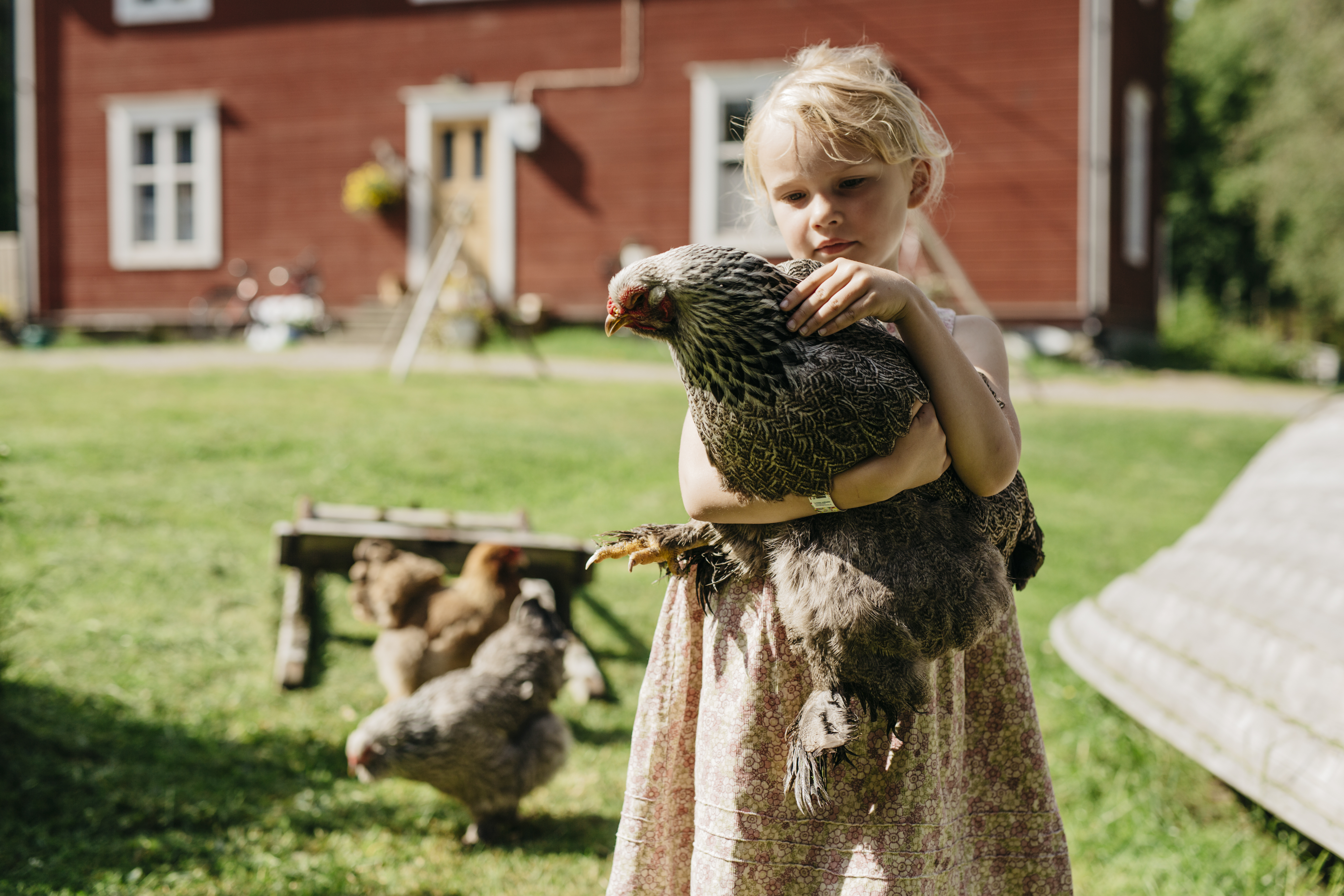 ребенок с петухом в руках на фоне деревенского дома