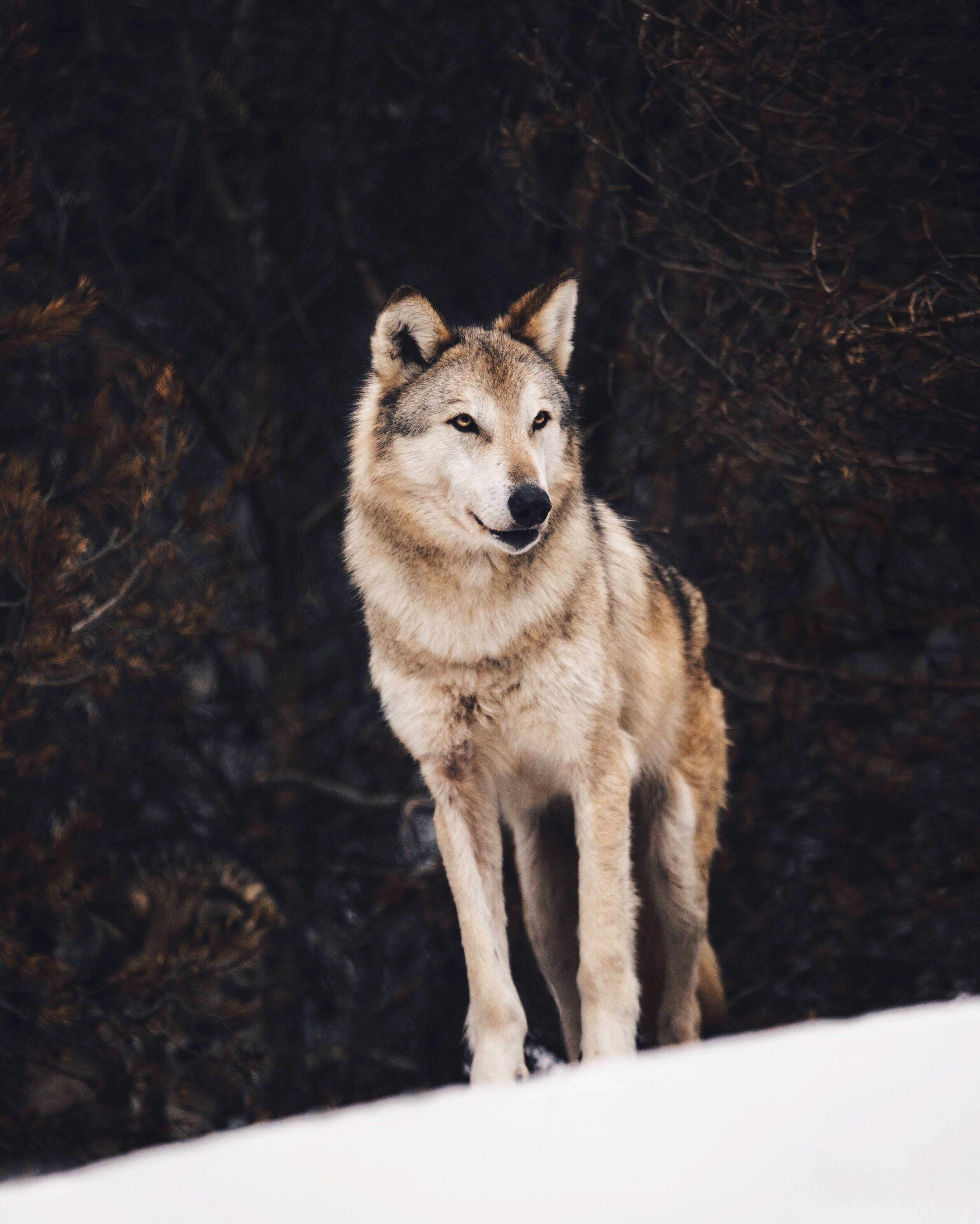 un lobo observando su entorno en un bosque finlandés