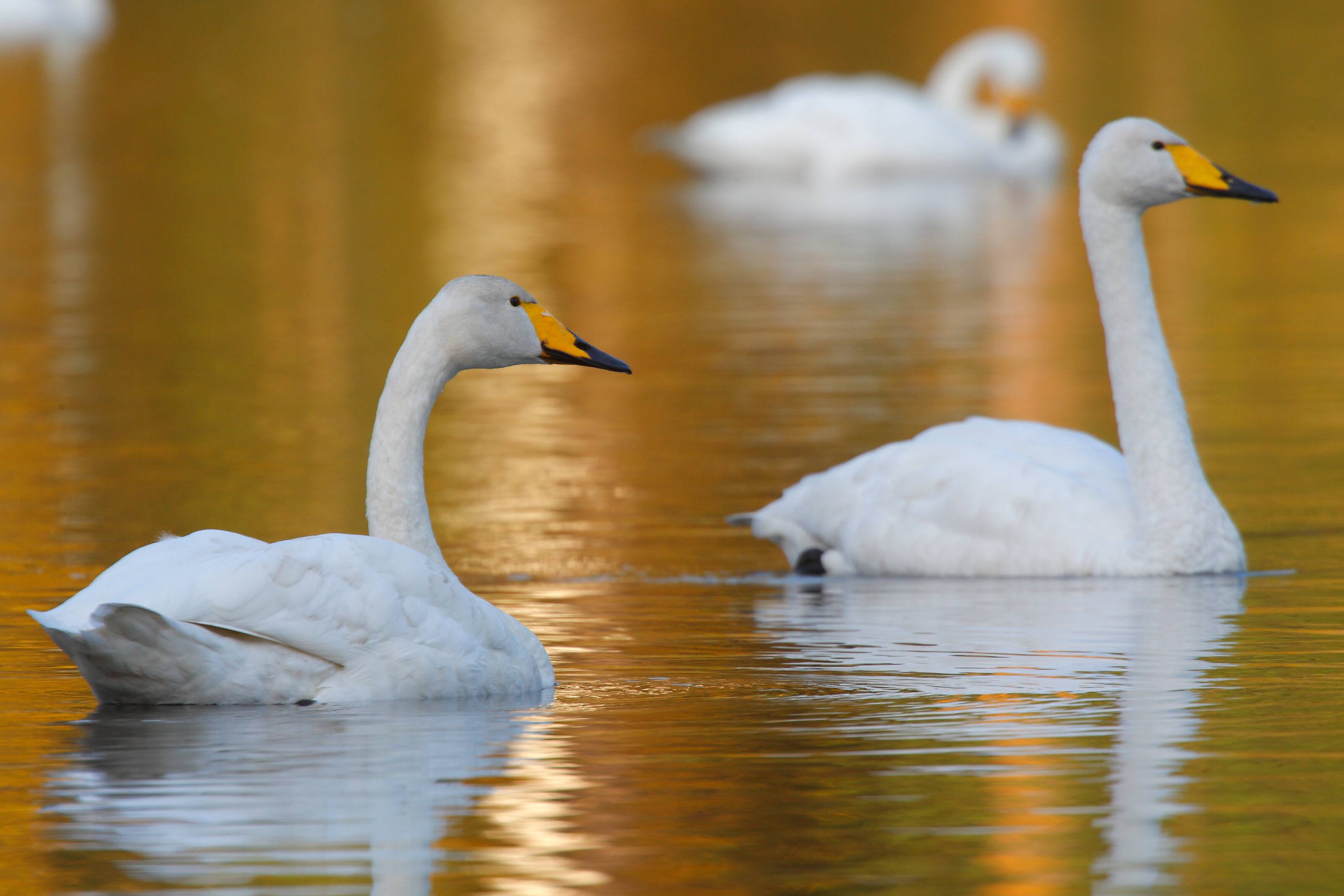 dos cisnes cantores nadando en un lago en la Región de los lagos finlandesa
